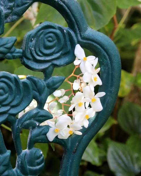 Fleurs blanches de bégonia sur une chaise en fer forgé du jardin