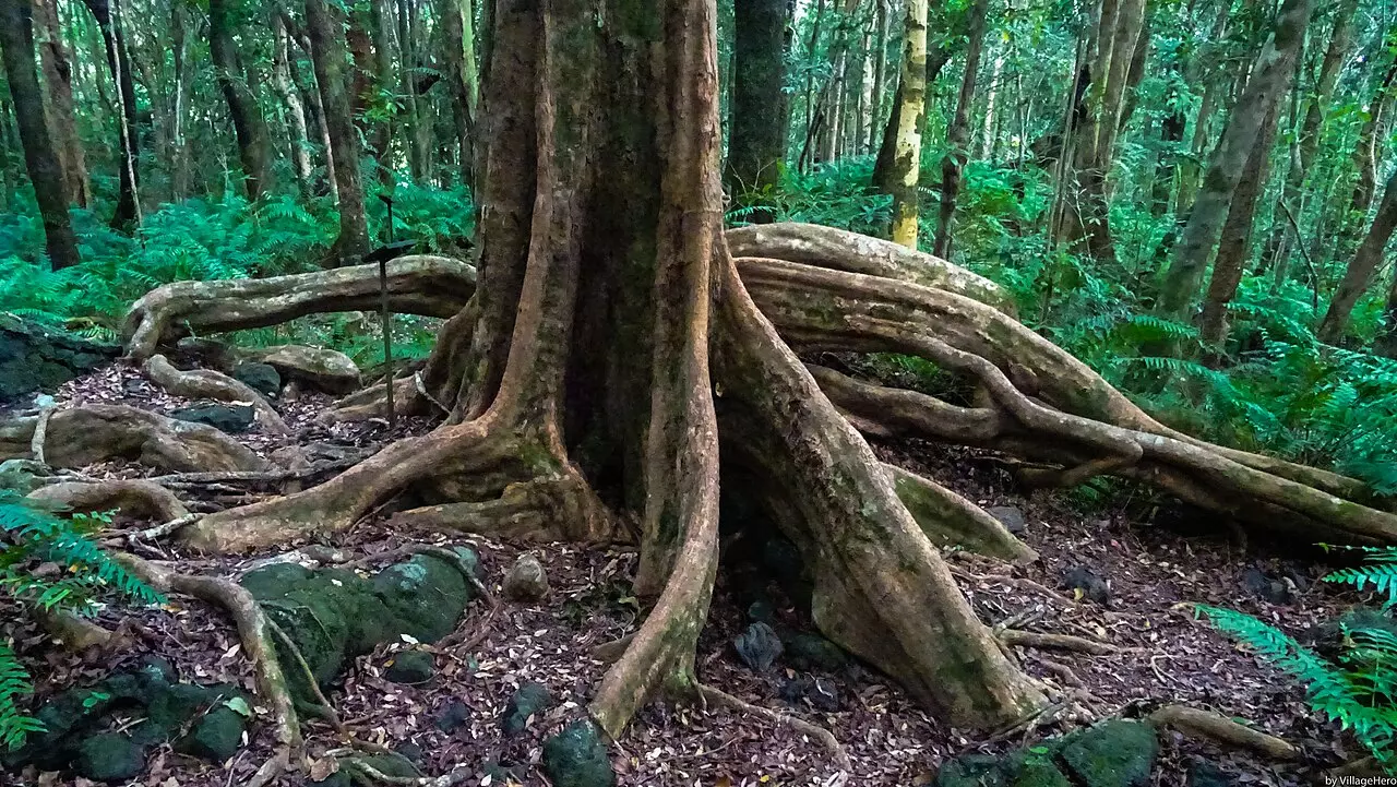 Les racines aériennes de la forêt primaire de Mare-Longue