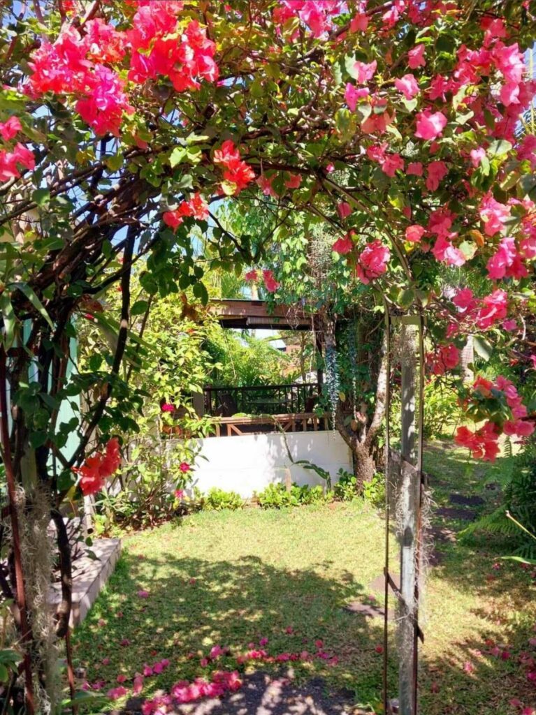 L arche de bougainvilliers en fleurs qui mène à la pergola du jardin
