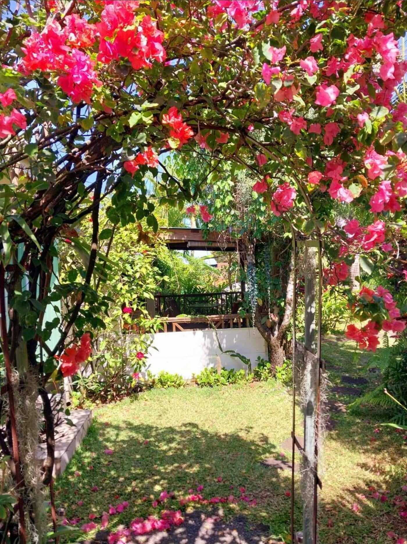 L arche de bougainvilliers en fleurs qui mène à la pergola du jardin