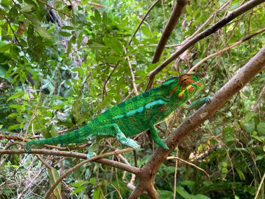 Caméléon panthère aux couleurs vives, de profil sur une branche