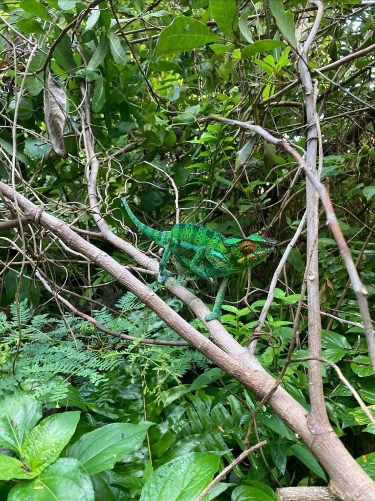 Caméléon panthère vert et orangé sur une branche du jardin
