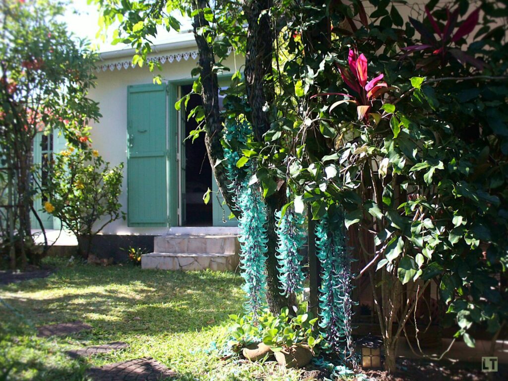 Grappes de fleurs turquoise de la liane de jade, une plante rare du jardin