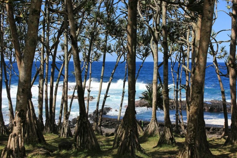 La forêt de vacoas du littoral du Baril, face à l’océan