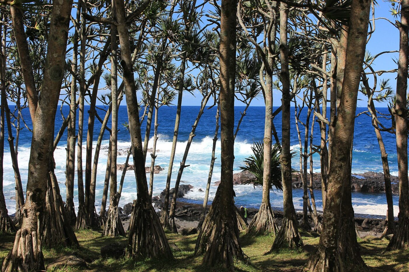 La forêt de vacoas du littoral du Baril, face à l’océan