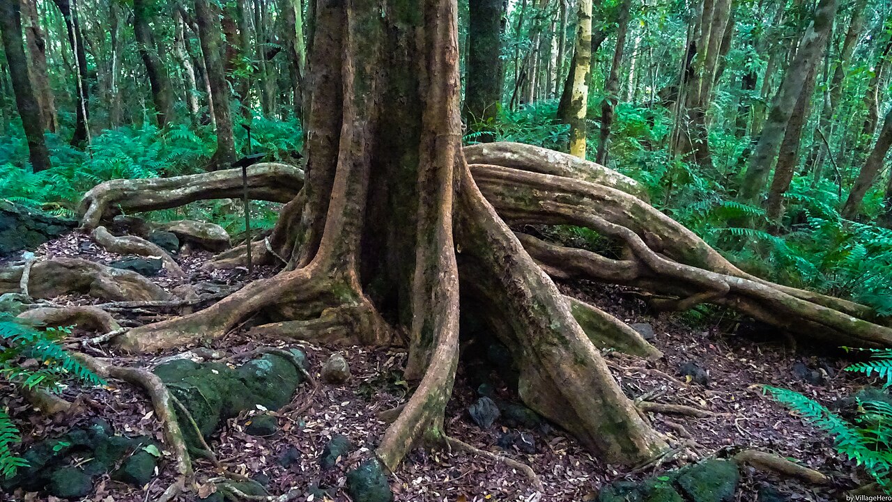 Racines monumentales dans la forêt tropicale de Mare-Longue, sur le sentier botanique